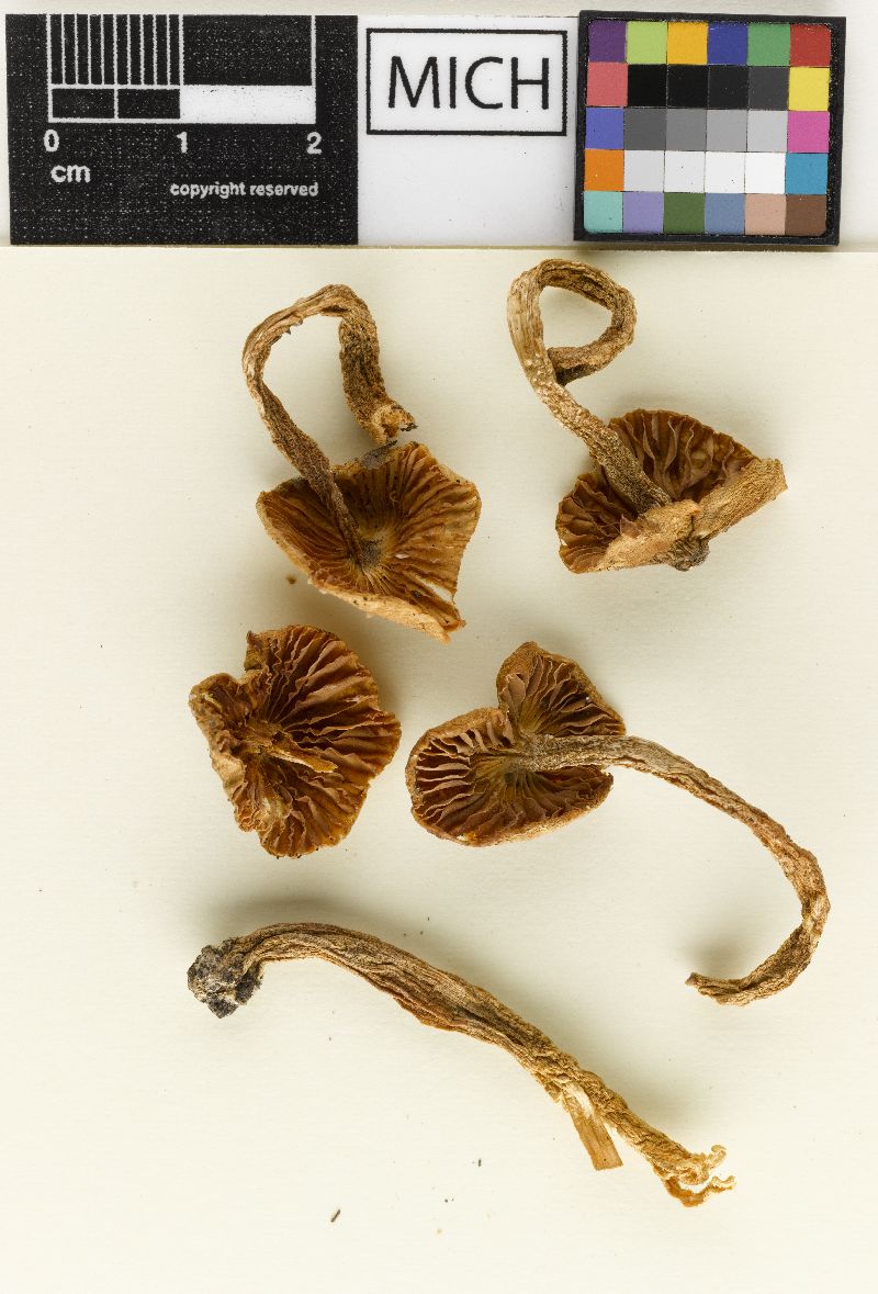 Hygrophorus acutoides image