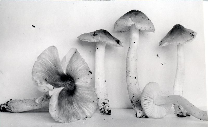 Hygrophorus acutoides image