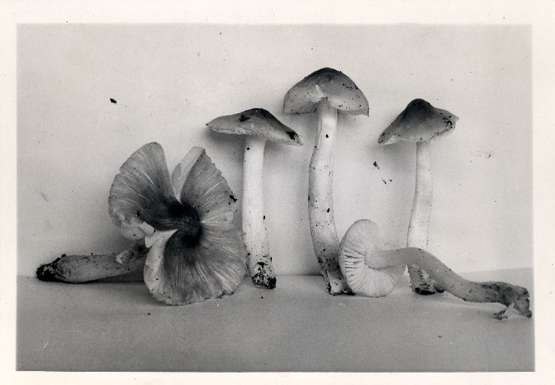 Hygrophorus acutoides image