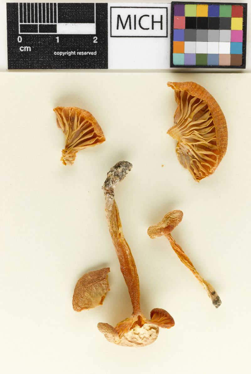 Hygrophorus appalachianensis image