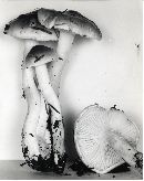 Hygrophorus bakerensis image