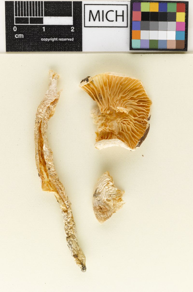 Hygrophorus diaphanes image