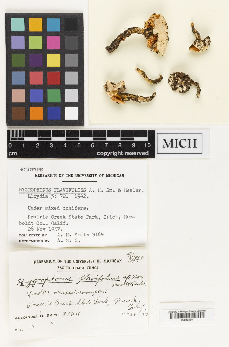 Hygrophorus flavifolius image