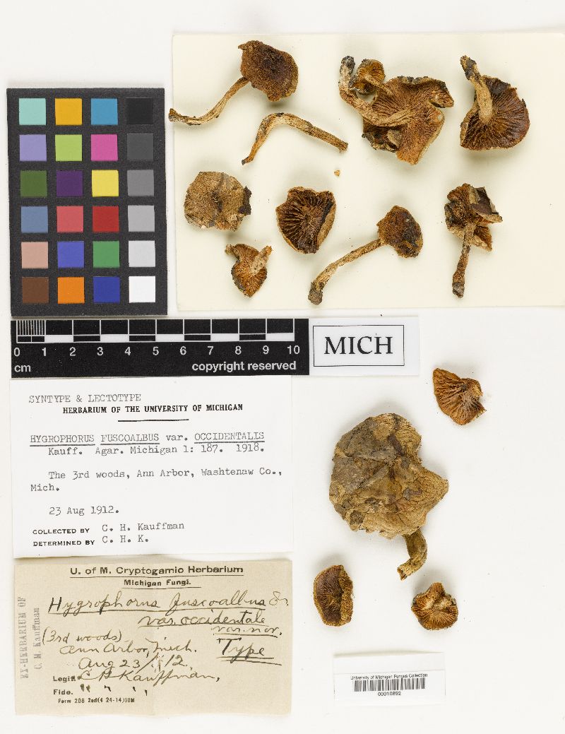Hygrophorus fuscoalbus var. occidentalis image