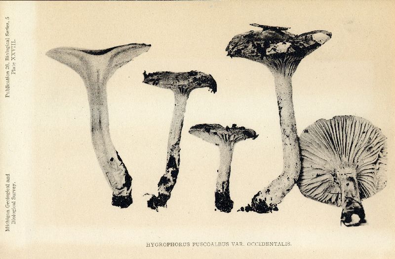 Hygrophorus fuscoalbus var. occidentalis image