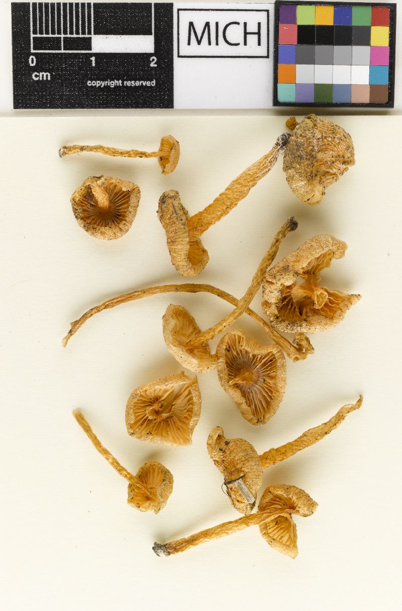 Hygrophorus huronensis image
