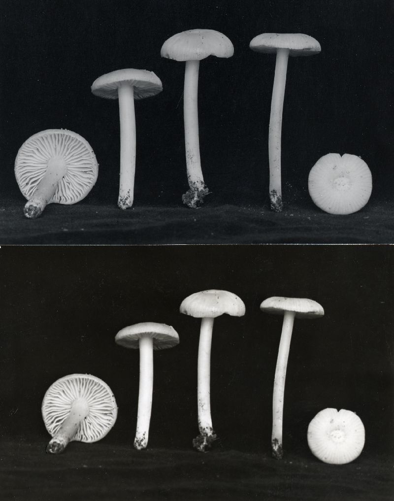 Hygrophorus huronensis image