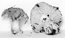 Hygrophorus laetissimus image