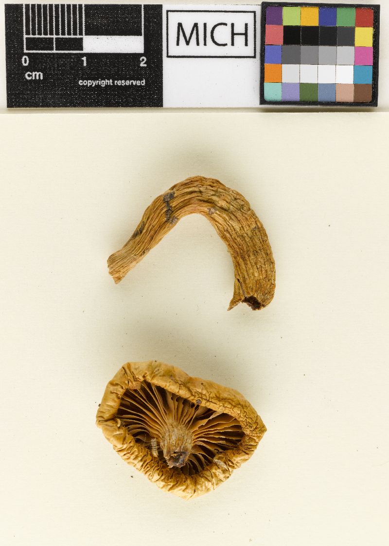 Hygrophorus laurae var. decipiens image