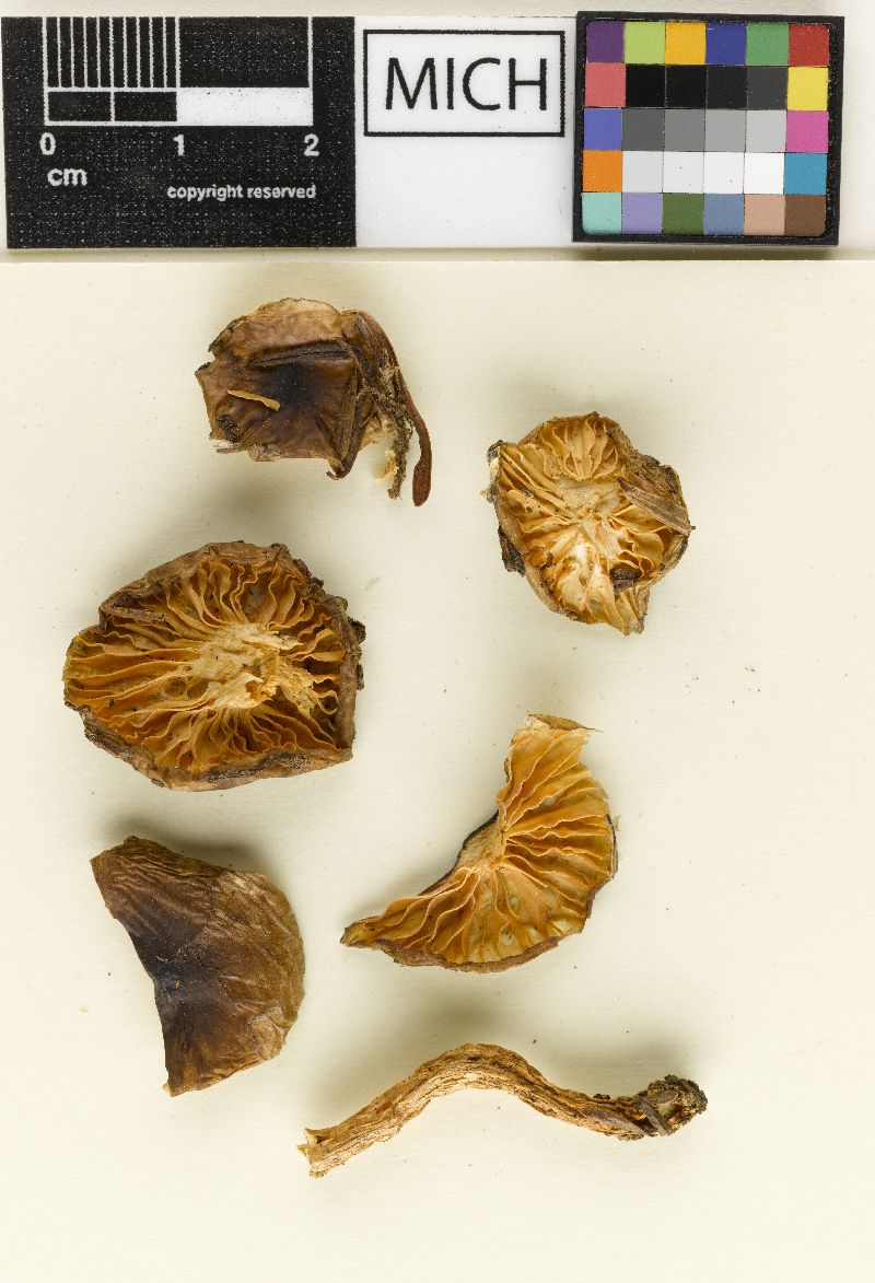 Hygrophorus megasporus image