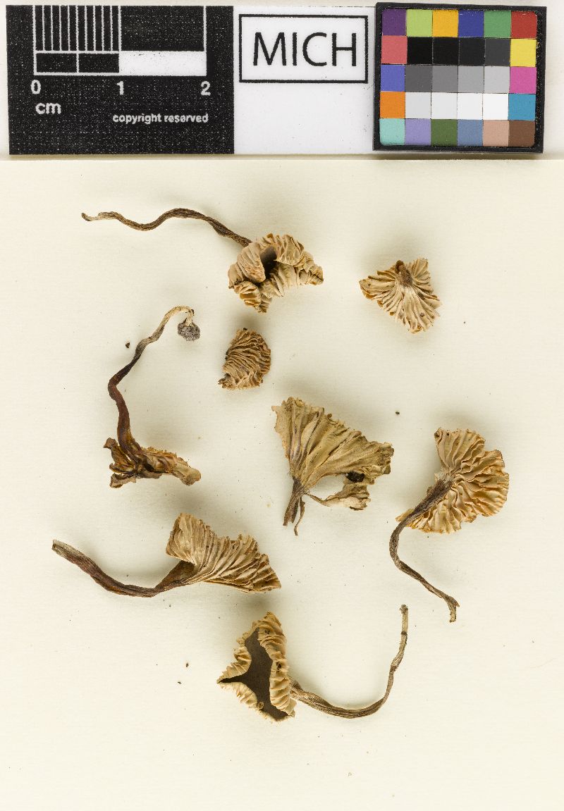 Camarophyllopsis microspora image