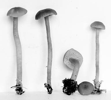 Hygrophorus miniatus f. longipes image