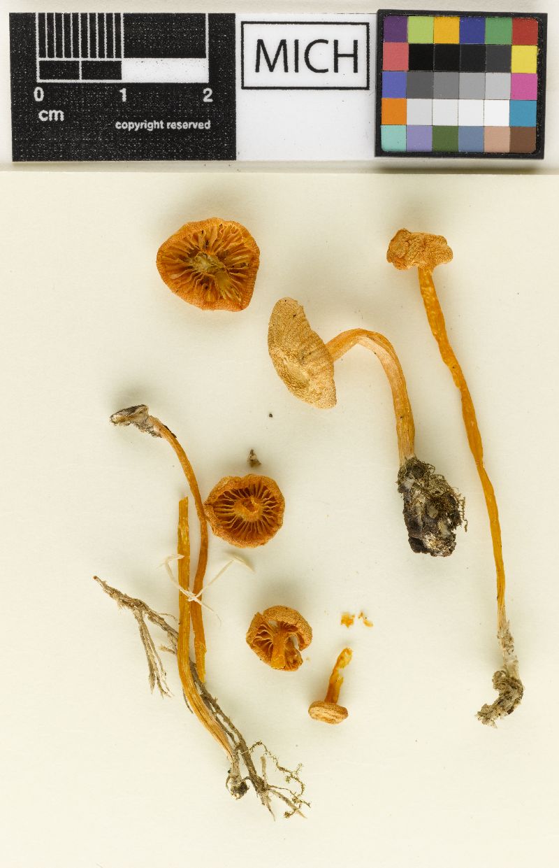 Hygrophorus miniatus f. longipes image