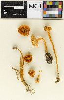 Hygrophorus miniatus f. longipes image