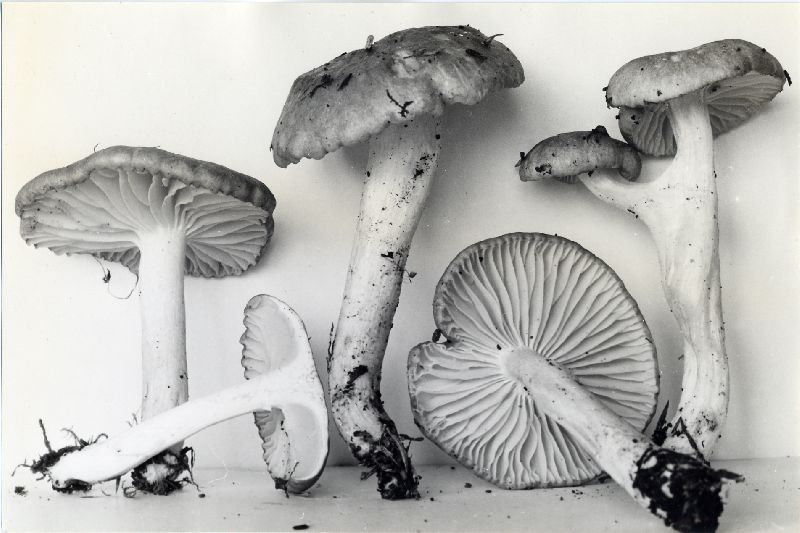 Hygrophorus pacificus image