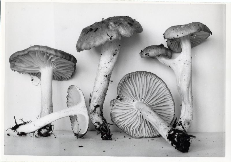 Hygrophorus pacificus image