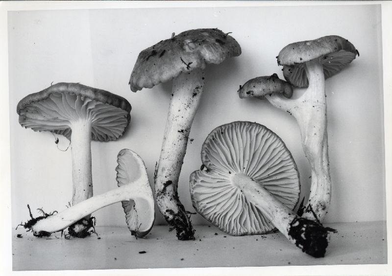 Hygrophorus pacificus image