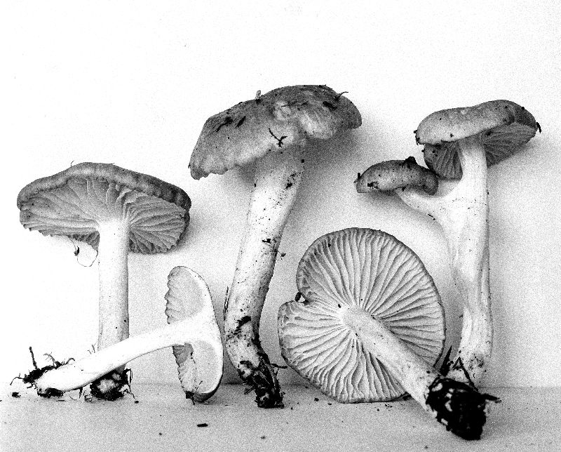 Hygrophorus pacificus image