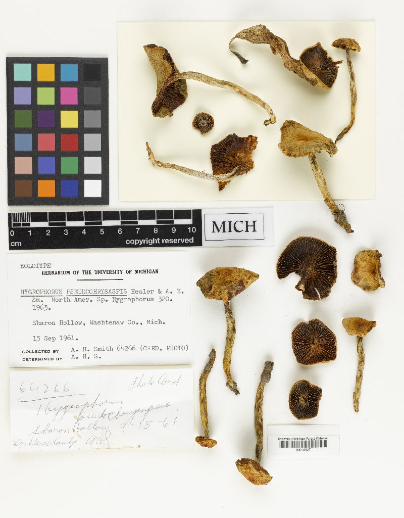 Hygrophorus pseudochrysaspis image