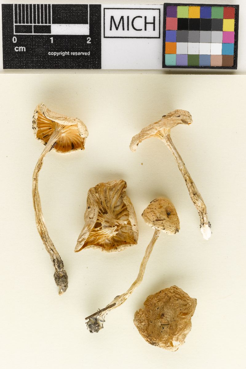 Hygrophorus pseudolucorum image