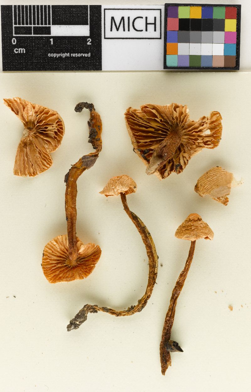 Hygrophorus psittacinus var. californicus image
