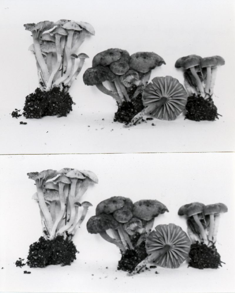 Camarophyllopsis subfuscescens image