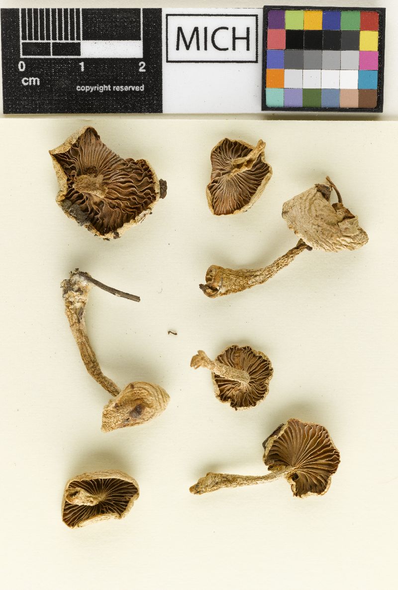 Hygrophorus subpungens image