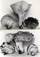 Hygrophorus subsalmonius image