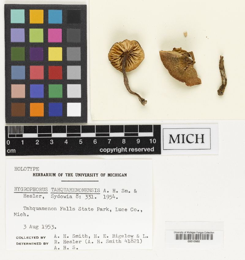 Hygrophorus tahquamenonensis image