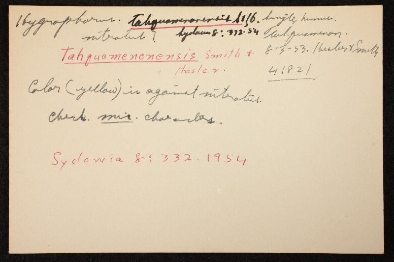 Hygrophorus tahquamenonensis image