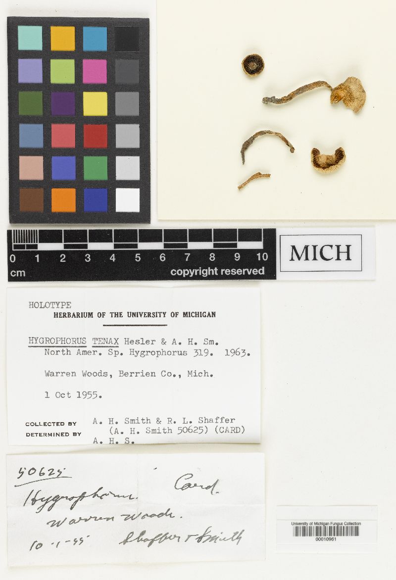 Hygrophorus tenax image