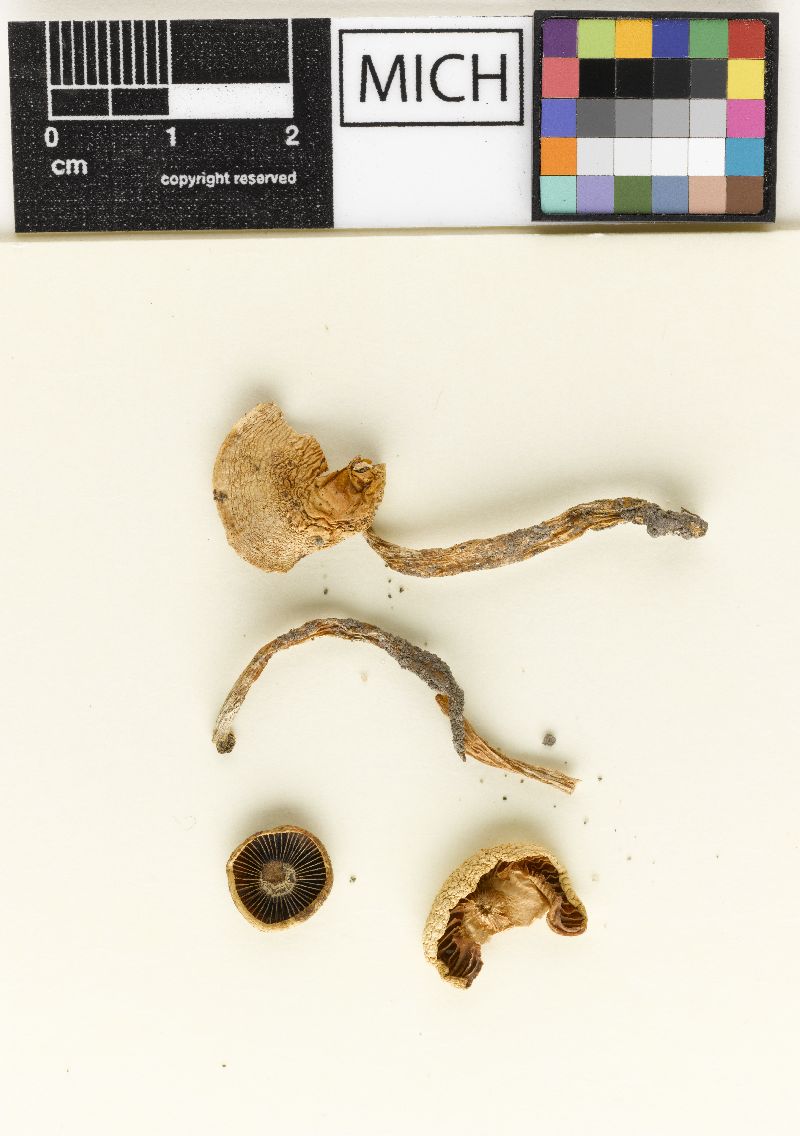 Hygrophorus tenax image