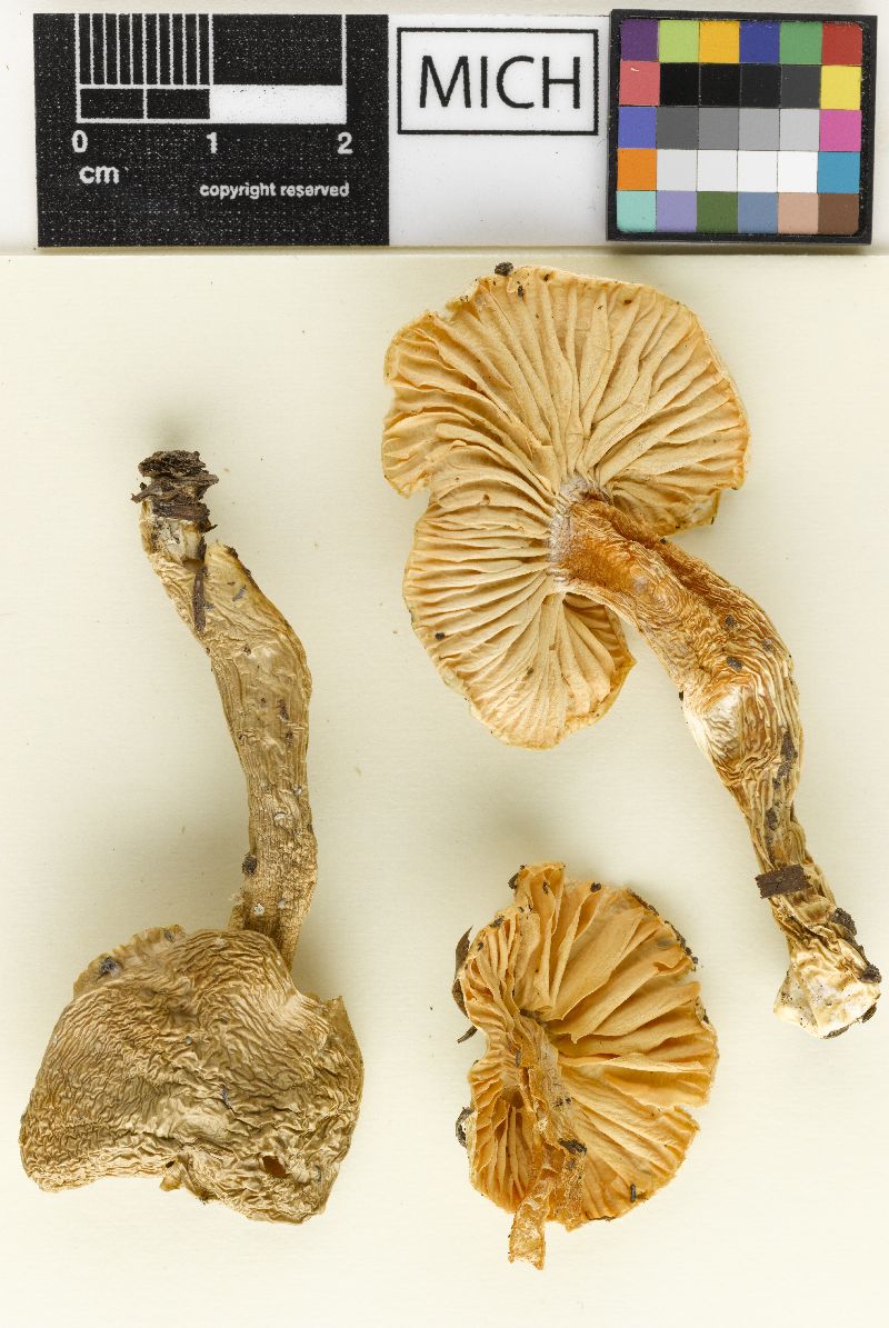 Hygrophorus unguinosus var. subaromaticus image