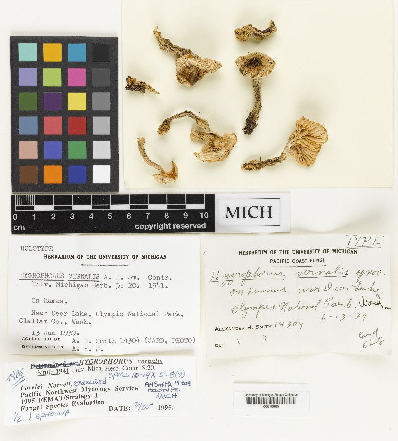Hygrophorus vernalis image