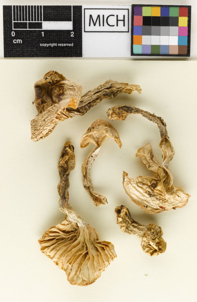 Hygrophorus vernalis image
