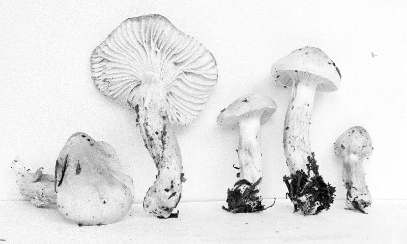 Hygrophorus vernalis image