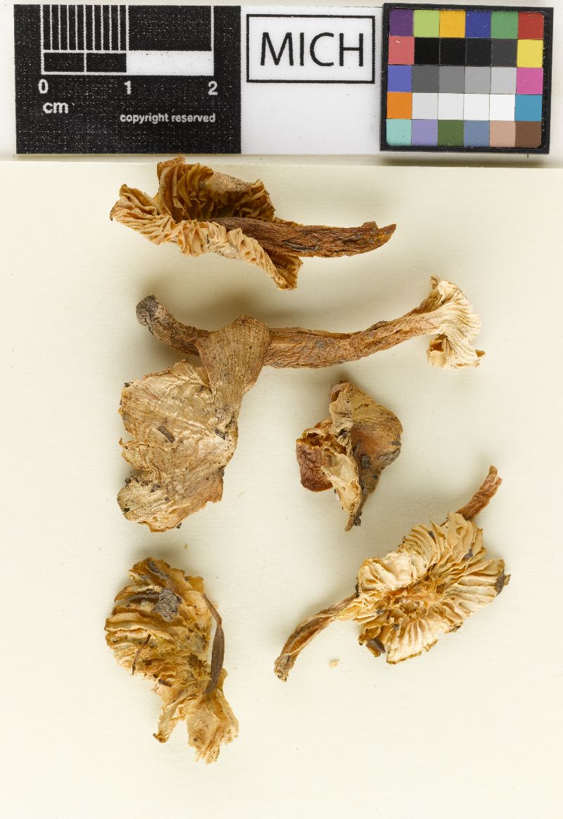 Hygrophorus virescens image
