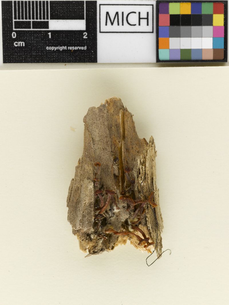 Gymnopus floridanus image