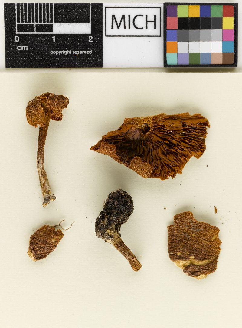 Gymnopilus angustifolius image