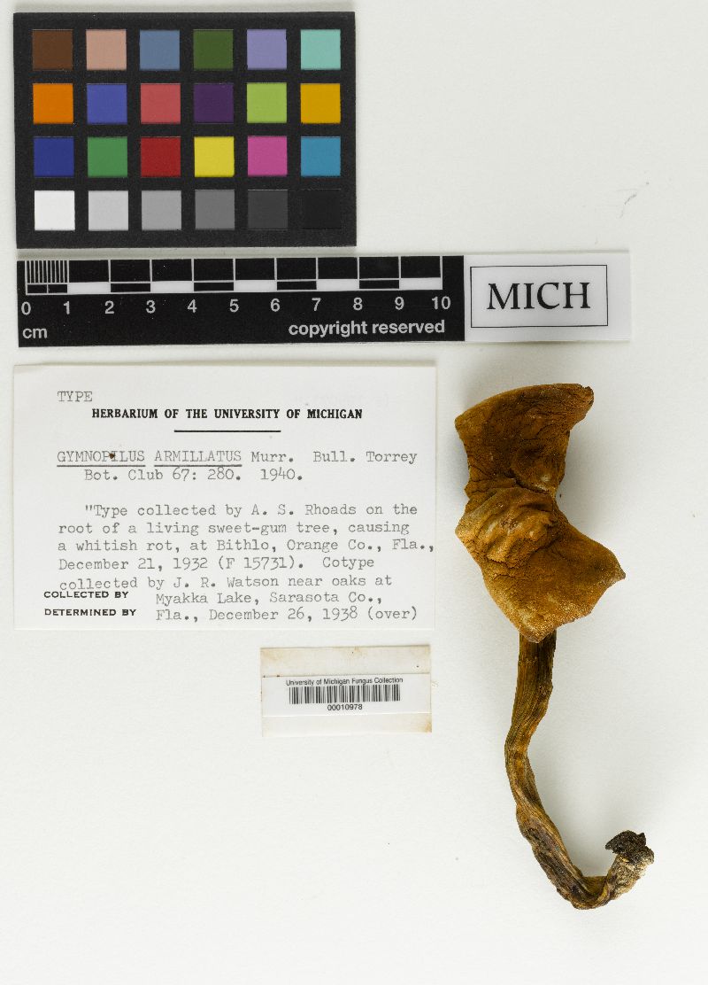 Gymnopilus armillatus image