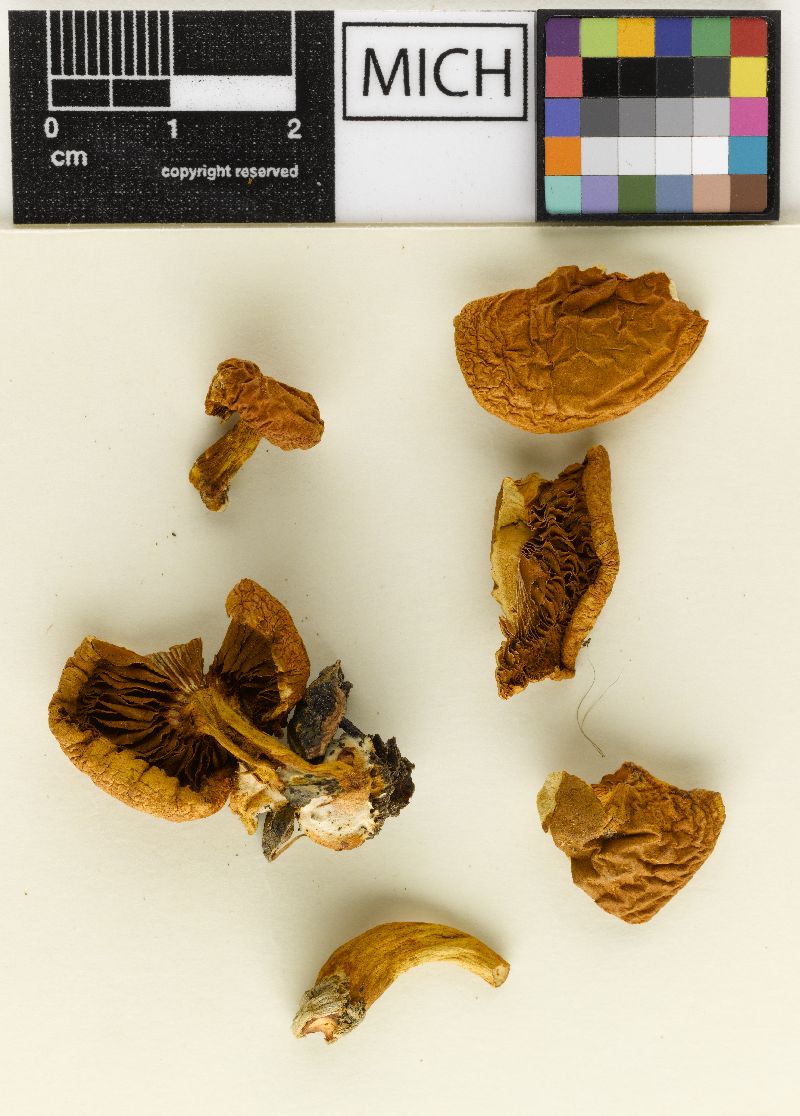 Gymnopilus aurantiacus image