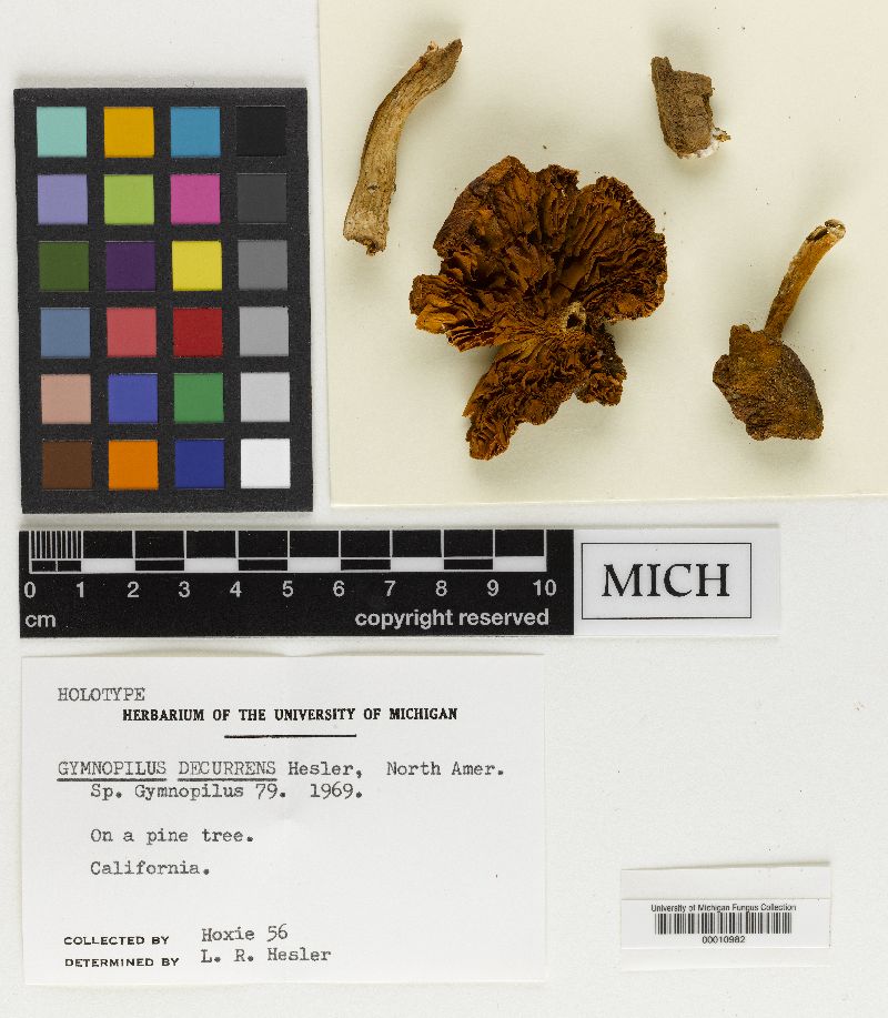 Gymnopilus decurrens image