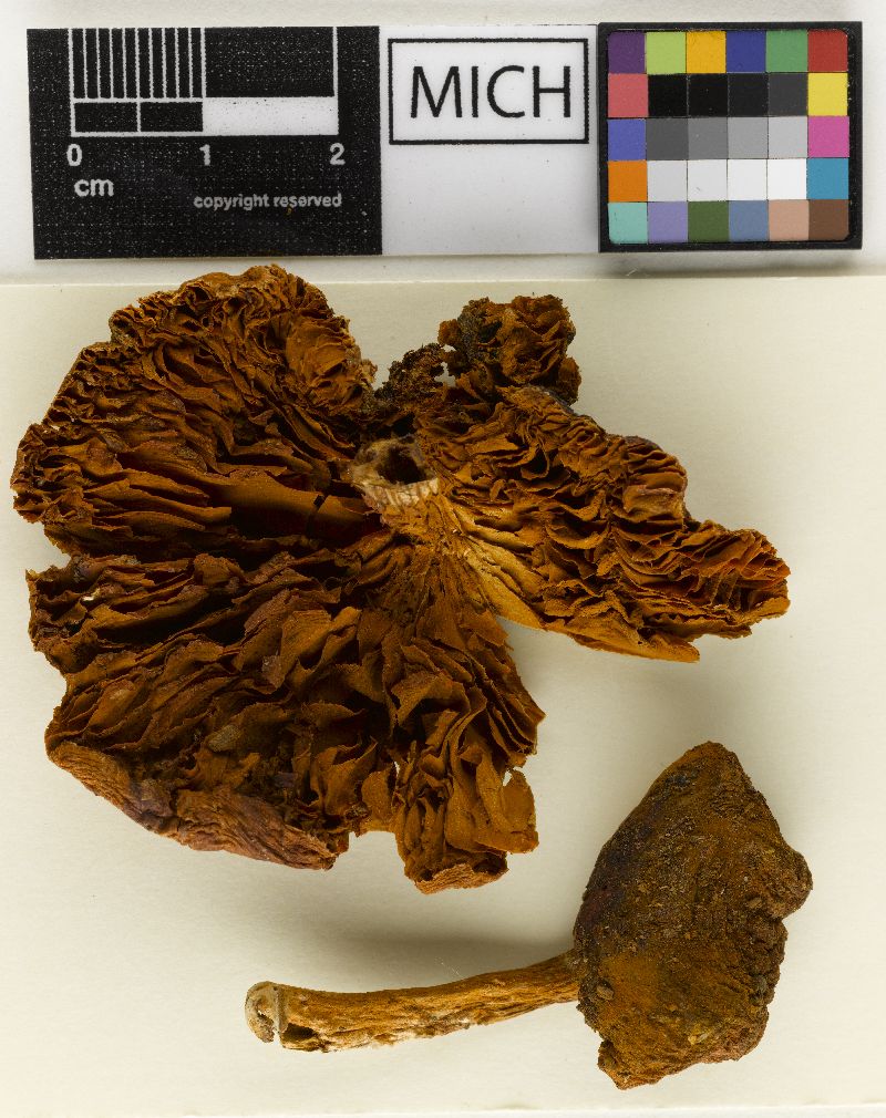 Gymnopilus decurrens image