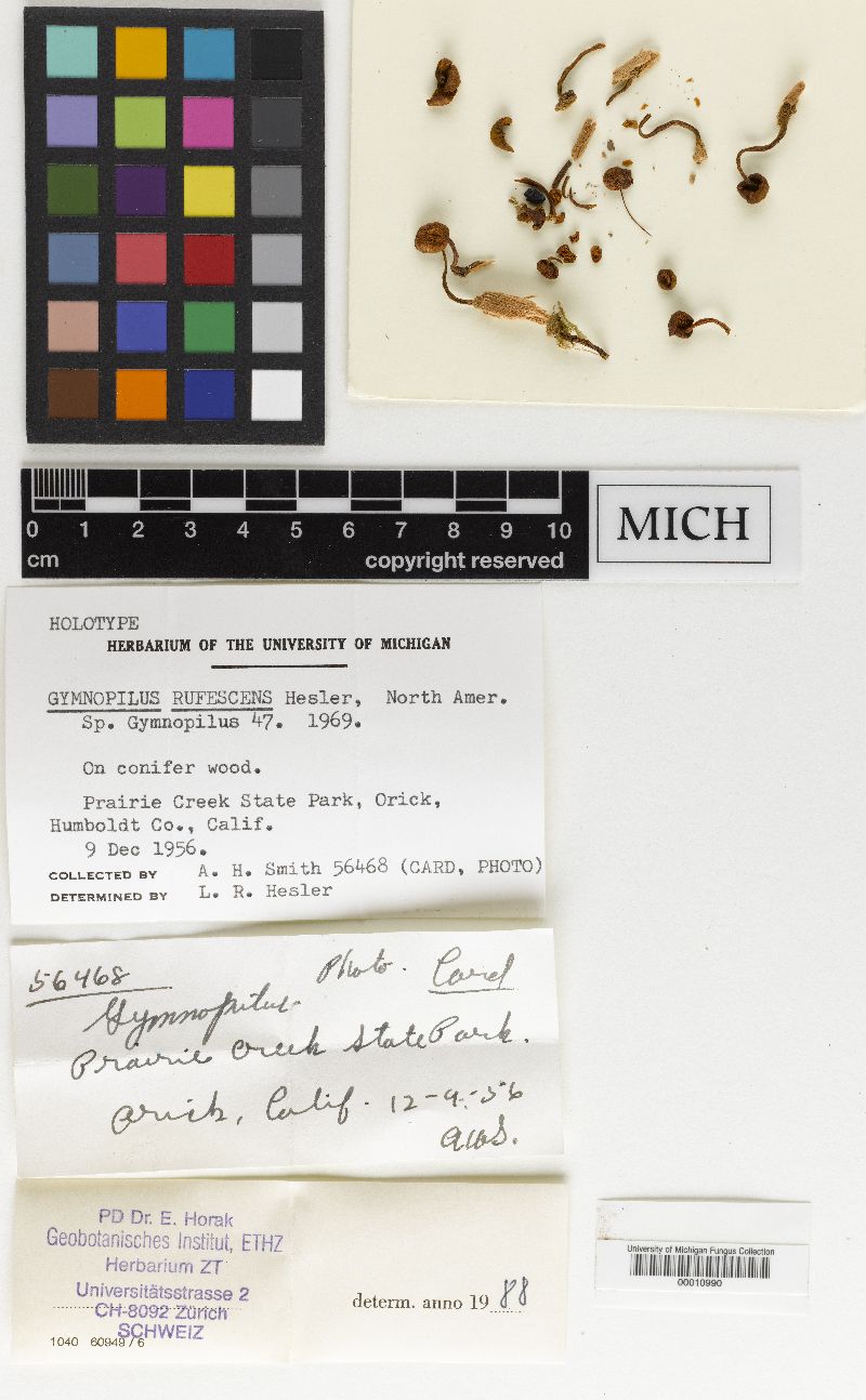 Gymnopilus rufescens image