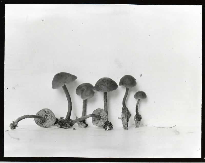 Gymnopilus rufescens image