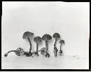 Gymnopilus rufescens image