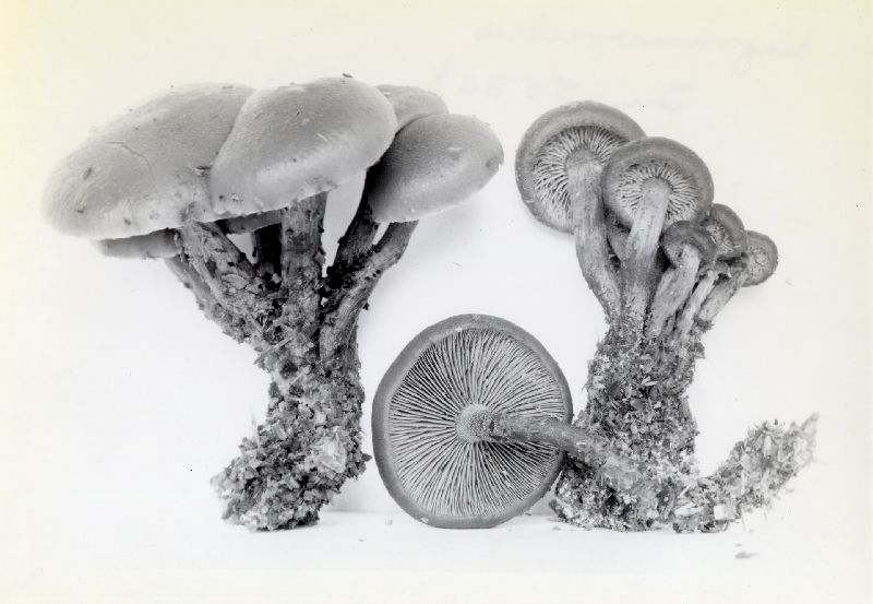 Gymnopilus sordidostipes image