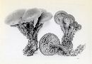 Gymnopilus sordidostipes image