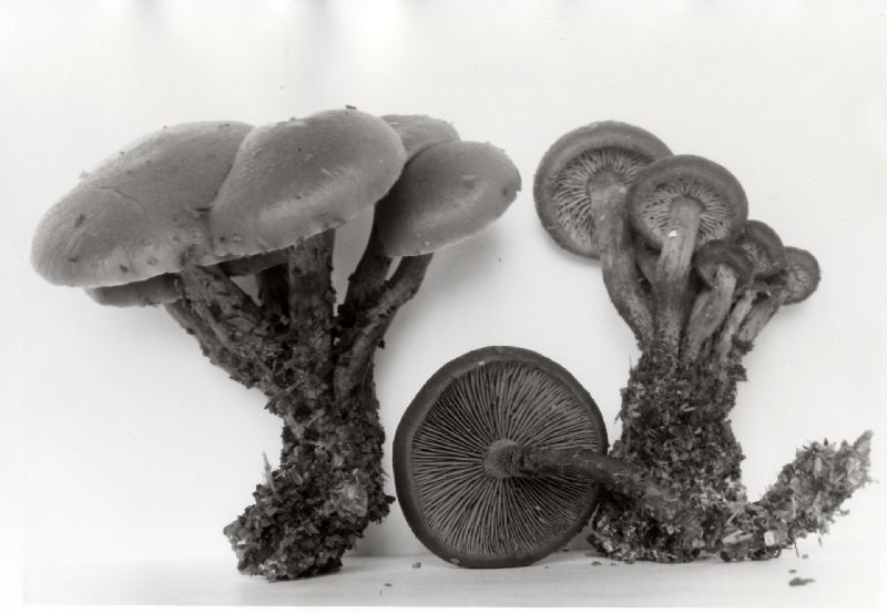 Gymnopilus sordidostipes image