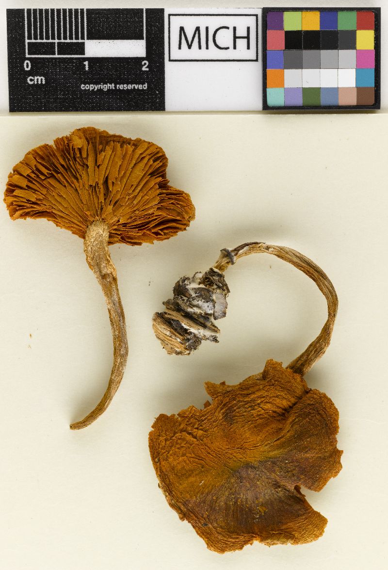 Gymnopilus subsapineus image